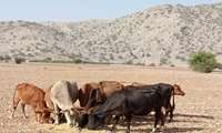 نام عکاس: مجید خادمی، محل عکاسی: روستای گروس شهرستان باشت، زمان عکاسی: تابستان ۱۴۰۴