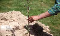 ۳۵جایگاه عرضه غیرمجاز نهال در کهگیلویه و بویراحمد نسبت به سال گذشته جمع‌آوری شد