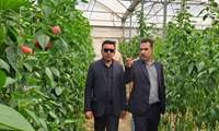 فلفل دلمه‌ای بهمئی راهی بازارهای روسیه شد