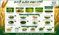 آفات مهم مزارع گندم (راه های کنترل و افزایش عملکرد)