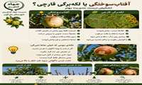 تشخیص درست و مدیریت آفتاب سوختگی و لکه برگی قارچ