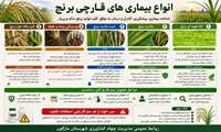 انواع بیماریهای قارچی برنج
