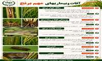 آفات و بیماریهای برنج