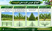 انواع هرس فرم دهی (تربیت) درختان