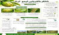 شانکر باکتریایی لیموترش