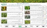 بیماریهای مهم برنج