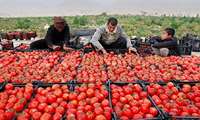 برداشت ۲۴ هزار تن گوجه فرنگی پاییزه در گچساران