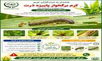 مدیریت هوشمندانه مزارع ذرت شهرستان کهگیلویه در برابر پروانه برگخوار پاییزه