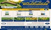 راه های شناسایی و مدیریت کرم برگخوار پاییزه در مزارع ذرت کهگیلویه