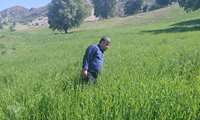 پایش مستمر مزارع و مراتع مارگون برای پیشگیری از ملخ ها و سایر آفات 