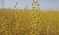 آغاز برداشت دانه روغنی کاملینا برای اولین بار در گچساران