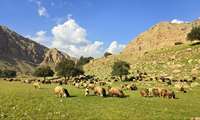 ردکوچ در سبزه زار؛ عکاس: اشکان رامشی، اداره کل امور عشایر استان خوزستان؛ محل عکاسی: مسیر کوچ بهاره عشایر از خوزستان به کهگیلویه و بویراحمد