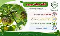 لکه سیاه سیب