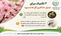 دو تکنیک برای تبدیل حداکثری گلهای درختان به میوه