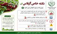 نکته خاص گیلاس
