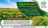 چگونه از ورس برنج پیشگیری کنیم؟