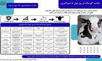 تغذیه گوساله از روز اول تا شیرگیری