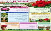 گلخانه گل رز/ اشتغال، درآمد پایدار، زیبایی در دسترس