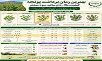 بهترین زمان برداشت یونجه