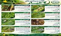 آفات و بیماریهای خیار