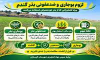لزوم بوجاری و ضدعفونی بذور گندم خودمصرفی