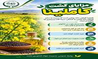 مزایای کشت کاملینا