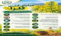 مزایای کشت کلزا
