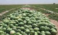 آغاز برداشت هندوانه در گچساران