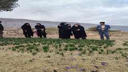 زعفران کم‌آب‌بر؛ میراث ملی ایرانیان در دستان زنان روستایی