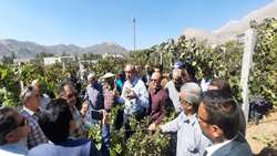 رویداد ترویجی باغداری انگور در شهرستان دنا