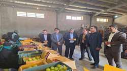 بازدید رئیس جهاد کشاورزی کهگیلویه و بویراحمد از مراکز خرید توافقی سیب دنا