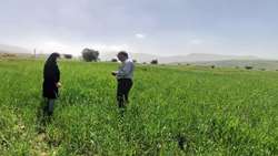نظارت بر مزارع چرام؛ گامی اساسی در راستای تامین امنیت غذایی
