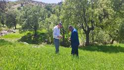 آغاز مبارزه شیمیایی با ملخ بومی در مزارع بویراحمد