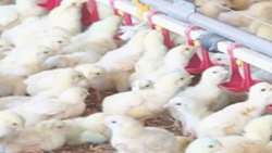 ۲۰ هزار قطعه جوجه ریزی طی نیمه دوم فروردین در شهرستان لنده