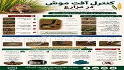 کنترل آفت موش در مزارع