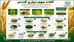 آفات مهم مزارع گندم (راه های کنترل و افزایش عملکرد)
