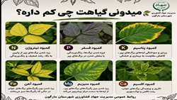 علائم انواع کمبود در گیاهان