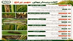 آفات و بیماریهای برنج