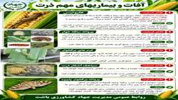 آفات و بیماریهای ذرت