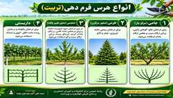 انواع هرس فرم دهی (تربیت) درختان