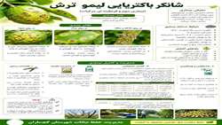 شانکر باکتریایی لیموترش