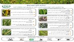 بیماریهای مهم برنج