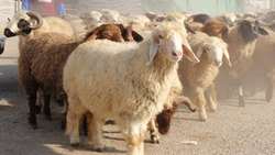خدمات جهاد کشاورزی در چاروسای کهگیلویه؛ از آموزش دامداران تا حمایت از کشاورزان