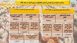 وضعیت تولید مرغ گوشتی