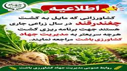 قابل توجه کشاورزانی که مایل به کشت چغندرقند در باشت هستند