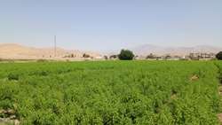 خودکفایی کهگیلویه وبویراحمد در تأمین نشای به لیمو؛ گامی بلند بسوی صادرات محصولات باغبانی