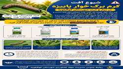 راه های شناسایی و مدیریت کرم برگخوار پاییزه در مزارع ذرت کهگیلویه
