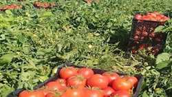 کشت ۱۰ هزار هکتار گوجه فرنگی و خیار سبز در مزارع شهرستان لنده
