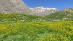عرش زرین؛ مهدی نظری، فرزند همکاری؛ محل عکاسی: کوه گل شهرستا دنا