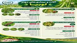 آفات و بیماریهای لوبیا